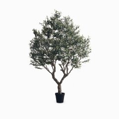 Оливе Три (Olive tree)