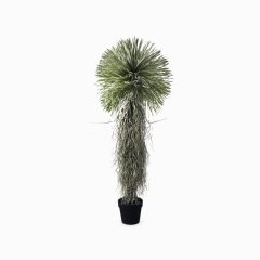 Юкка (Yucca)
