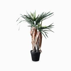 Дракаена (Dracaena)