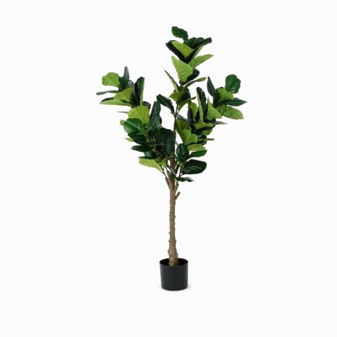 Фикус (Ficus)