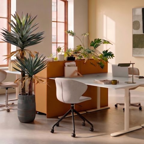 Дракаена (Dracaena) — в интерьере