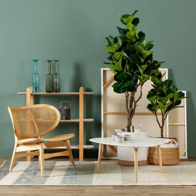 Ficus — в интерьере — в интерьере
