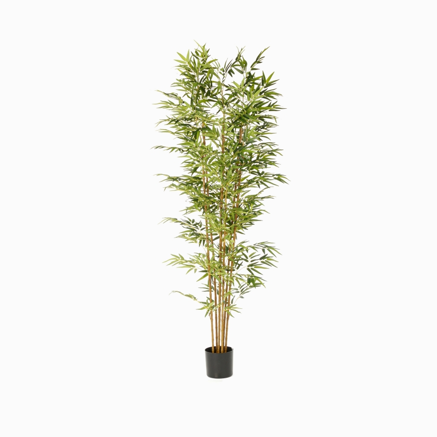 Бамбу (Bamboo) — в интерьере