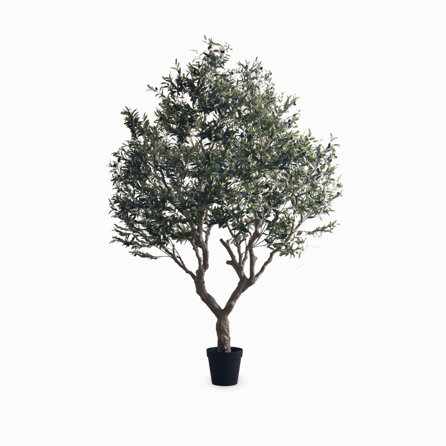 Оливе Три (Olive tree) — в интерьере