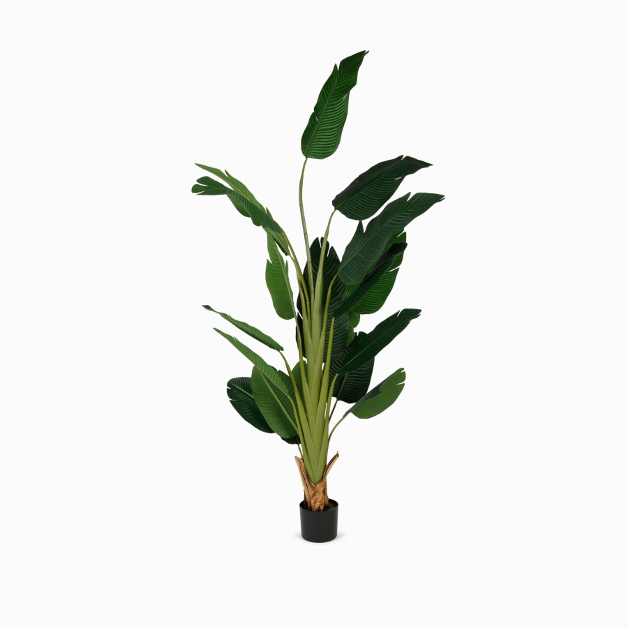 Банана Три (Banana tree) — в интерьере