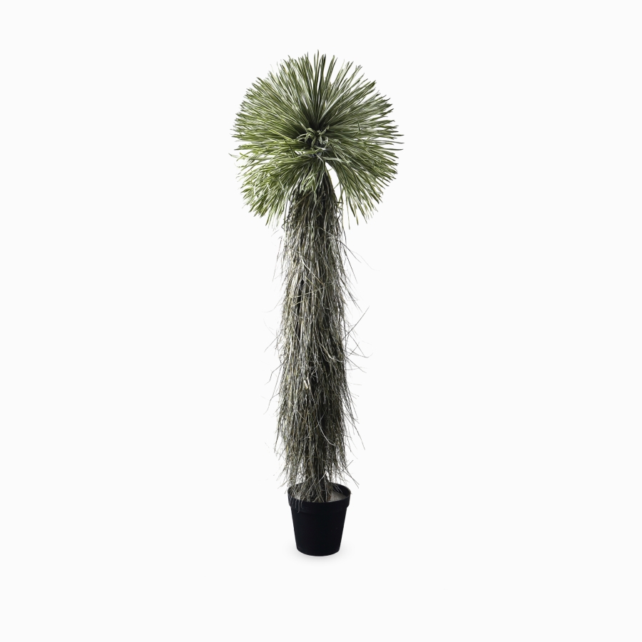 Юкка (Yucca) — в интерьере