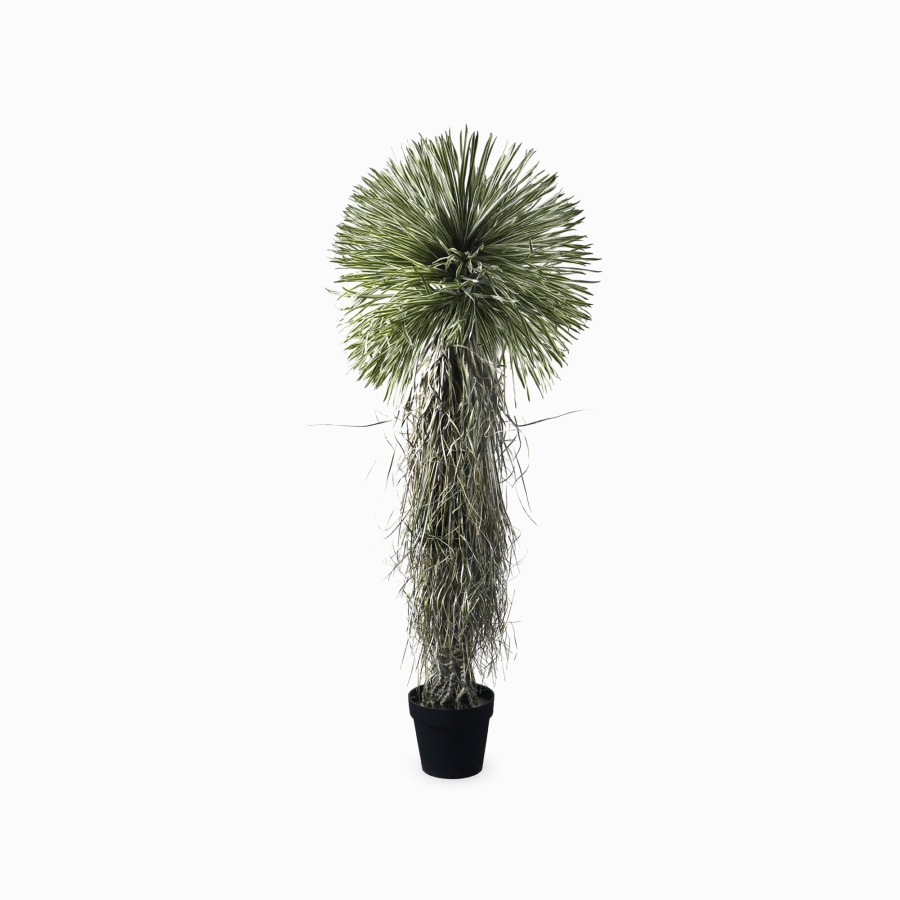 Юкка (Yucca) — в интерьере